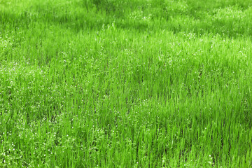 Fresh green grass on lawn