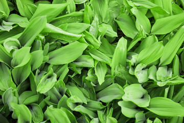 Green leaves on lawn, closeup