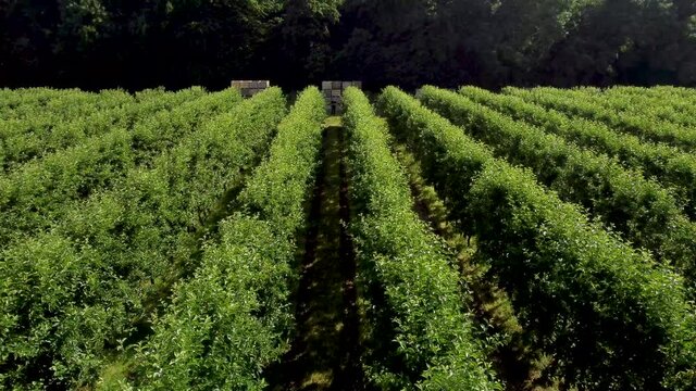 Very low flying 4K drone footage of small green trees in an apple orchard.