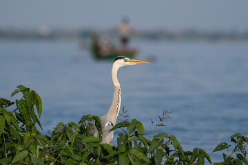 Grey Heron near the backwaters at Bhigwan, Maharashtra, India