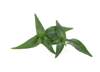 Obraz premium Andrographis paniculata isolated on white background