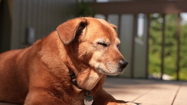 Slow motion video of beautiful, tan dog turning his face in the sun on an Oregon patio