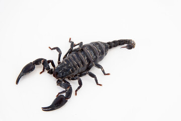 brown scorpion in white scene
