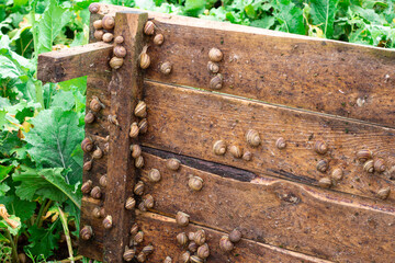 Snail farm. Small snails on wooden structures in a field with greenery