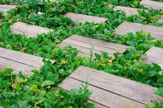 Snail farm. Organic farming, edible snail farm. Plantation with wooden structures for snail habitation and greenery for snail feeding