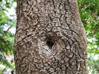 Tree body. Background tree trunk.