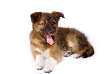 Fototapeta premium Dark brown puppy isolated on a white background