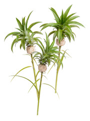 Dwarf pineapple isolated on white background