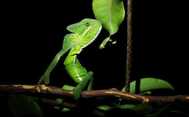 Green coloured Chameleon at Bhigwan, Maharashtra, India