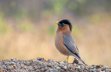 Brahminy Starling at Bhigwan, Maharashtra, India