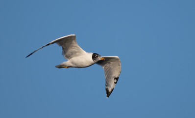 Palas's Gull in flight at Bhigwan, Maharashtra, India