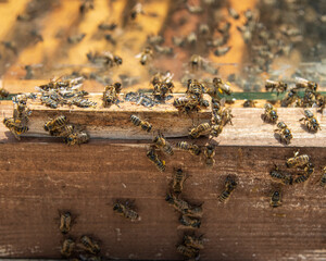 family of bees on wooden background