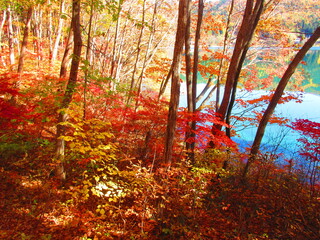 Autumn leaves of trees
