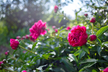 Peonies