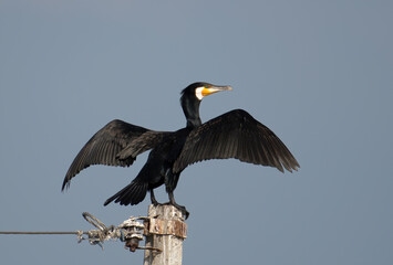 Great Cormorant sitting on a pole at Bhigwan, Maharashtra, India