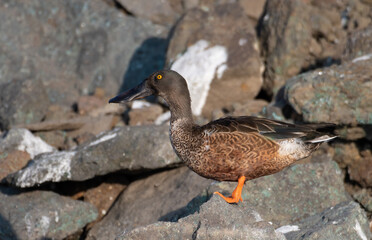 Northern Shoveler sitting on rocks at Bhigwan, Maharashtra, India