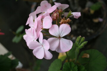 pink flowers