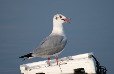 Brown-headed Gull at Bhigwan, Maharashtra, India