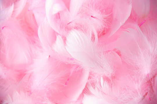 ピンクの羽根の背景