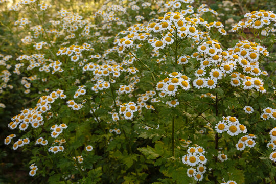 Tanacetum parthenium. Plants with flowers of feverfew or golden feather.