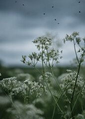 Quiet evening in a white field