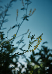 Yellow flowers against the blue sky on a summer evening