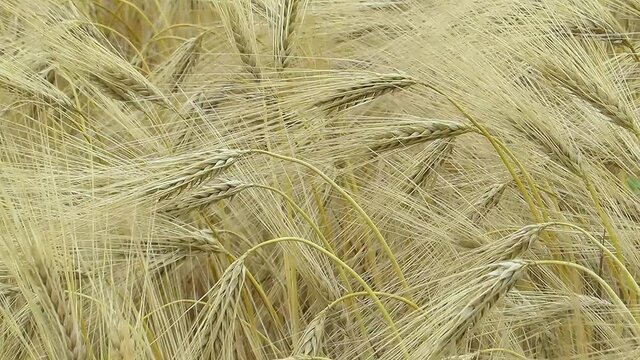 The wind flutters the yellow spikelets of barley close-up many spikelets