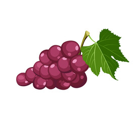 Summer berries and fruits for health. Bright grape on white background. Cartoon flat vector illustration.