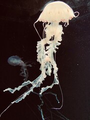 jellyfish on black background