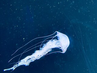 jellyfish in the sea