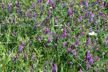 Multiple hairy vetch in bloom view with selective focus of