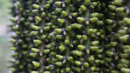 close up of green background