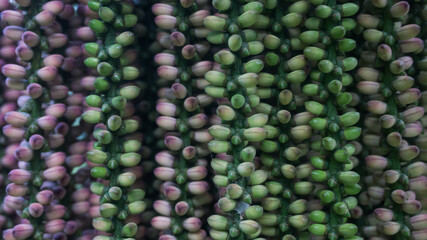 close up of green background