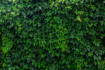 A dense hedge of green vine leaves. Space for text. Background.