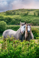 Two pony connemara horses