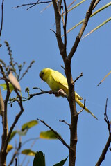 yellow bird on branch