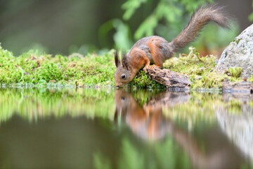 Red squirrel (Sciurus vulgaris) drinking water, with reflection.