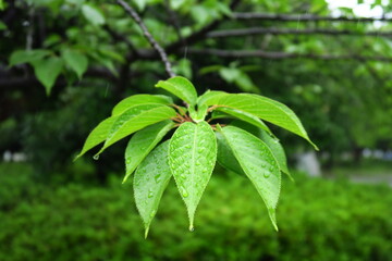 梅雨の雨に濡れる公園の八重桜の若葉
