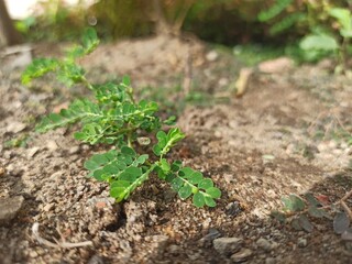 small green plant grow on the ground