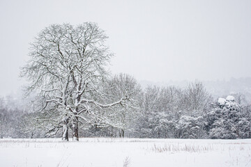 Trees in a snow-covered meadow just after a snowstorm in Surrey, UK