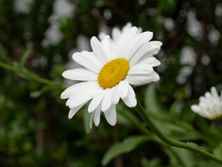  Max chrysanthemum or great white daisy (Leucanthemum maximum)