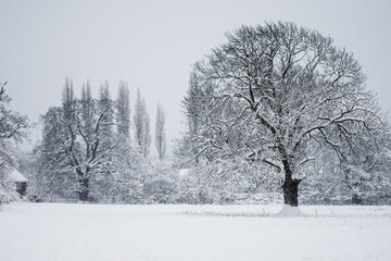 Trees in a snow-covered meadow just after a snowstorm in Surrey, UK