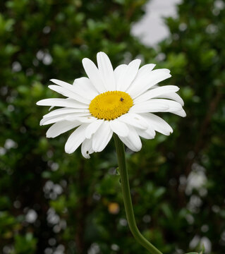 Max chrysanthemum or great white daisy (Leucanthemum maximum)