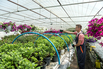florist waters with hose pipe different colour flowers in hothouse