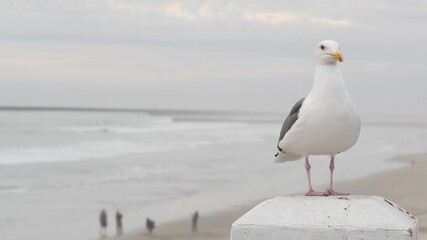 White seagull, California pacific ocean beach. Misty cold winter weather, seascape in fog, cloudy overcast grey sky. Lovely bird close up, pier in Oceanside waterfront sea resort, USA. Calm atmosphere