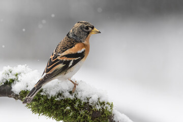 The brambling and the snowflakes, fine art portrait under snowstorm (Fringilla montifringilla)