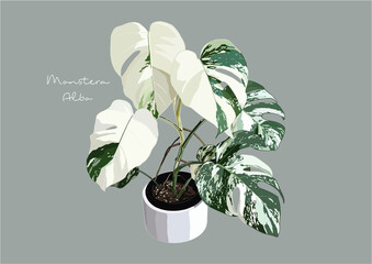 Vector Illustration of Monstera Deliciosa, Swiss Cheese Plant © be_u_and_i