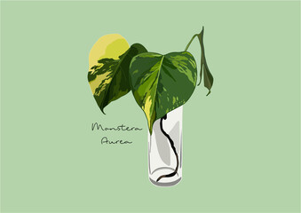 Vector Illustration of Monstera Deliciosa, Swiss Cheese Plant