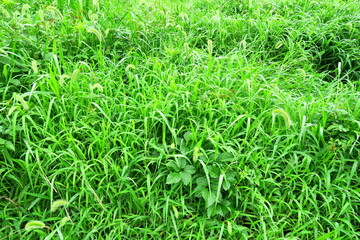 狗尾草茂る夏の雨の日の野原風景