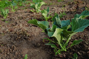 an immature cabbage plant grows in the garden or in the field, large green leaves. ripening of the crop